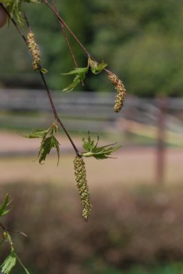 Betula pendula 'Dalecarlica - Pendula' - bříza bělokorá - jehnědy